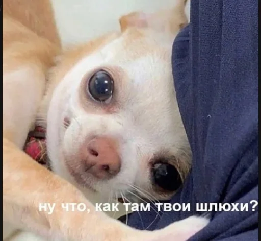 🥺 Стикер «Ошибка» для Telegram