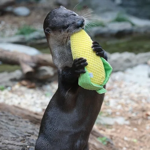 🌽 Стикер «otter» для Telegram