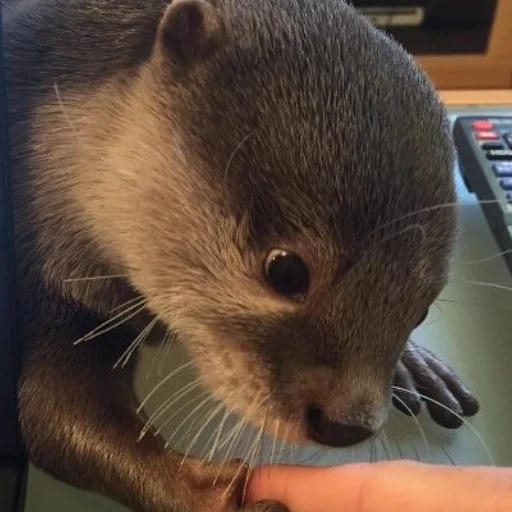 😨 Стикер «otter» для Telegram