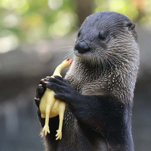 🐔 Стикер «otter» для Telegram