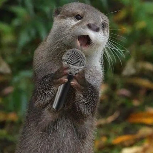 🎤 Стикер «otter» для Telegram