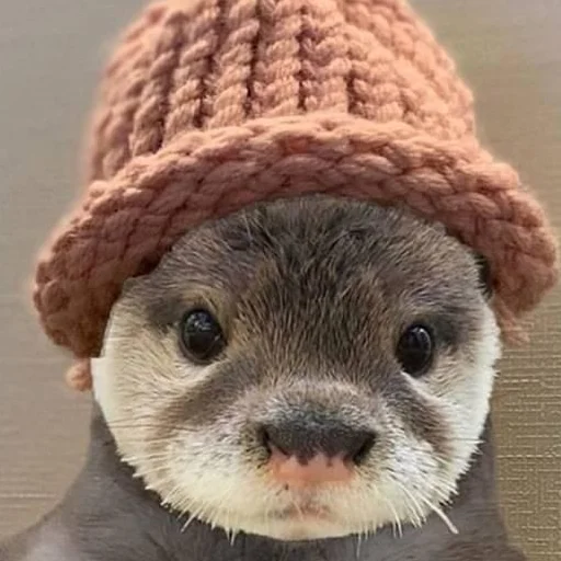 💂‍♀ Стикер «otter» для Telegram