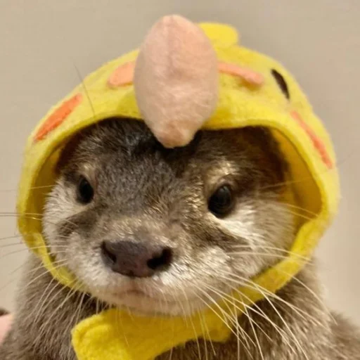 Стикерпак otter для Telegram — скачать