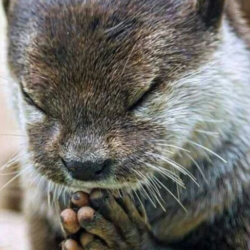 😴 Стикер «otter» для Telegram