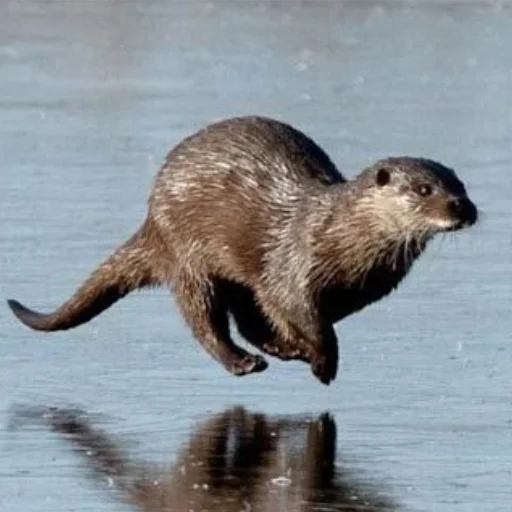 😂 Стикер «otter» для Telegram