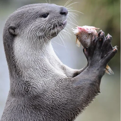 🐟 Стикер «otter» для Telegram