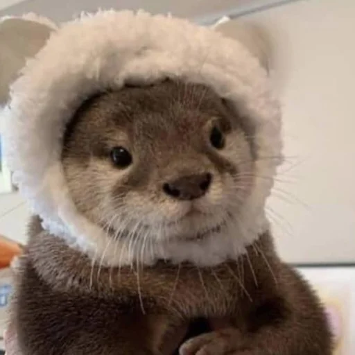 🐈 Стикер «otter» для Telegram
