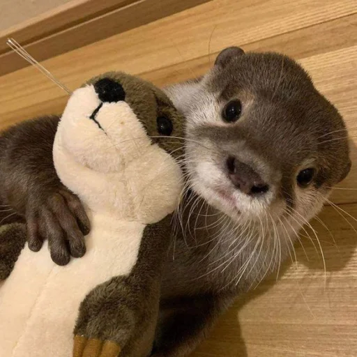 🦦 Стикер «otter» для Telegram