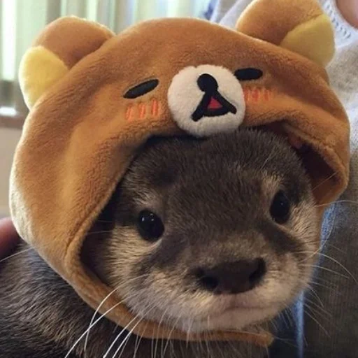 🐻 Стикер «otter» для Telegram