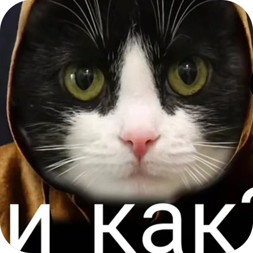 🫥 Стикер «окаки» для Telegram
