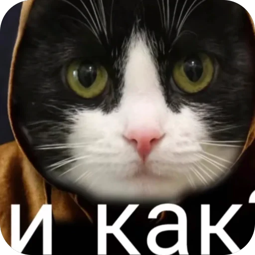 🫥 Стикер «окаки» для Telegram