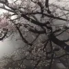 🤩 Эмодзи «okay» для Telegram