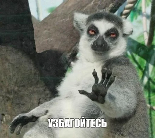 🦝 Стикер «Отсос в рассрочку» для Telegram