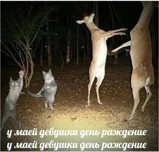 🎂 Стикер «Отсос в рассрочку» для Telegram