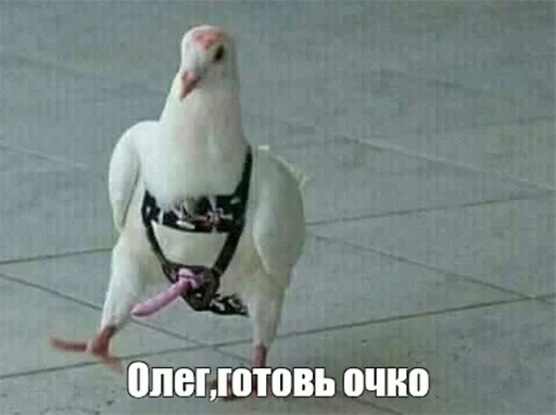 🕊 Стикер «Отсос в рассрочку» для Telegram