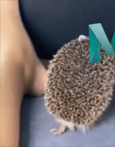 🦔 Стикер «Animated Stickers» для Telegram