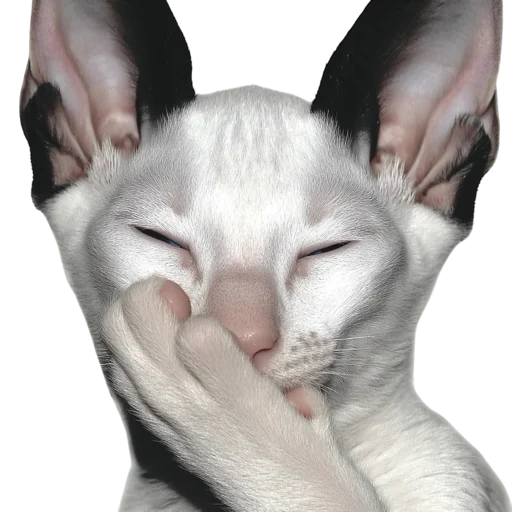 🐱 Стикер «online gothic» для Telegram