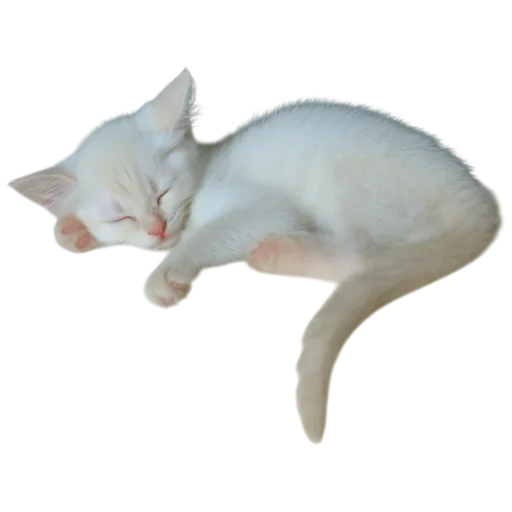 🐱 Стикер «online gothic» для Telegram