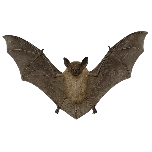 🦇 Стикер «online gothic» для Telegram