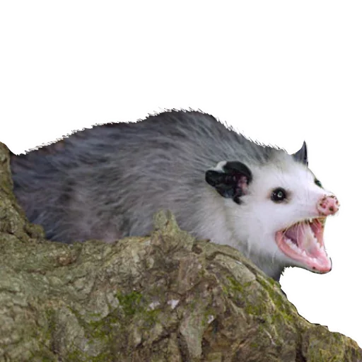 😊 Стикер «Opossum Coming» для Telegram