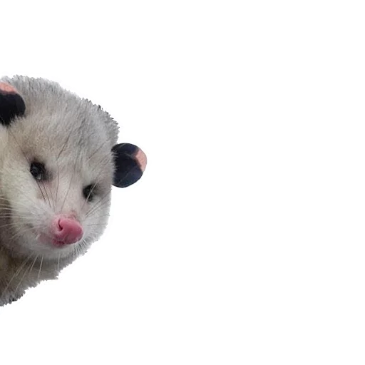 Стикерпак Opossum Coming для Telegram — скачать