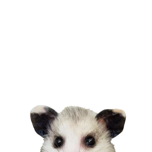 😦 Стикер «Opossum Coming» для Telegram