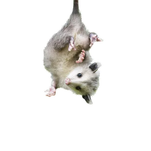 🤓 Стикер «Opossum Coming» для Telegram