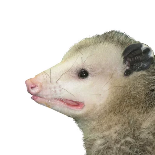 🤣 Стикер «Opossum Coming» для Telegram