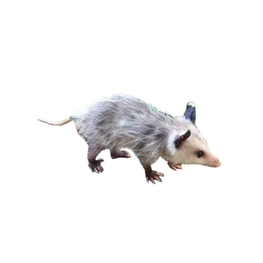 😜 Стикер «Opossum Coming» для Telegram