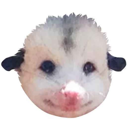 😎 Стикер «Opossum Coming» для Telegram