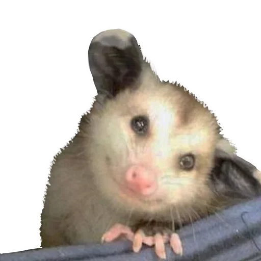 😝 Стикер «Opossum Coming» для Telegram