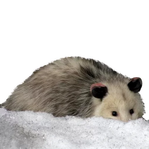 😝 Стикер «Opossum Coming» для Telegram