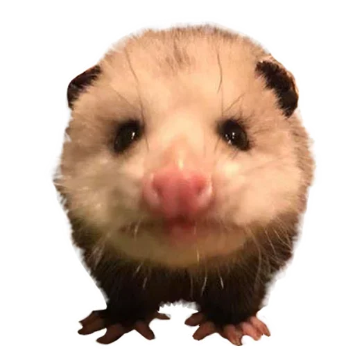 😏 Стикер «Opossum Coming» для Telegram