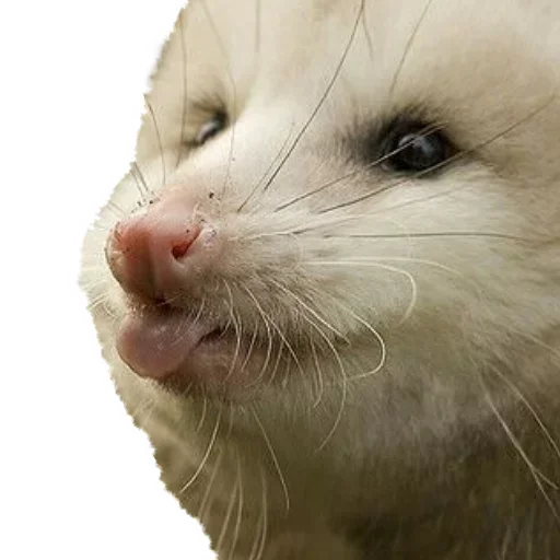 😊 Стикер «Opossum Coming» для Telegram