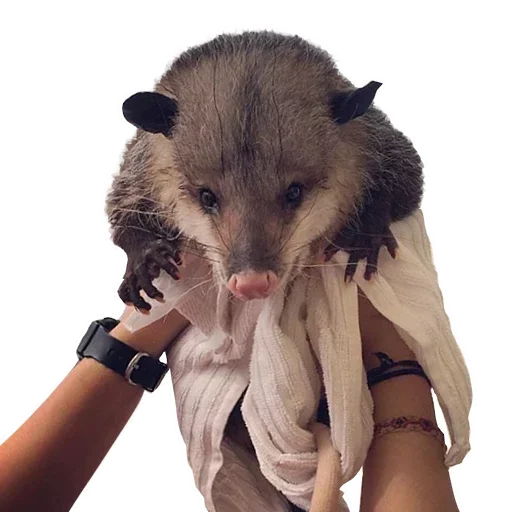 😇 Стикер «Opossum Coming» для Telegram
