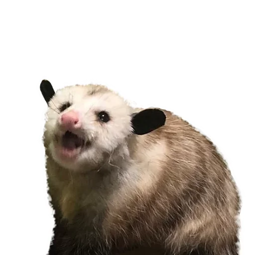 🙁 Стикер «Opossum Coming» для Telegram