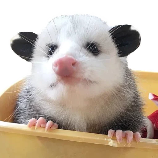 🤩 Стикер «Opossum Coming» для Telegram