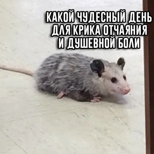 😬 Стикер «Ох уж эти опоссумы» для Telegram
