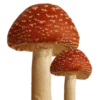 🍄 Эмодзи «🌅 Оранжевые миленькие эмоджи» для Telegram