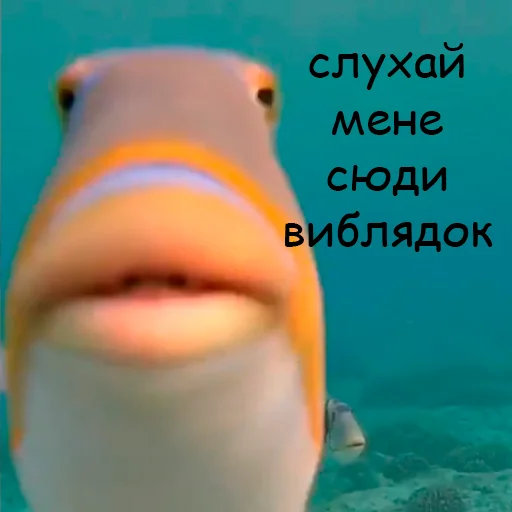 🙂 Стикер «оркад коханець циць» для Telegram