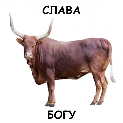 🙏 Стикер «оркад коханець циць» для Telegram