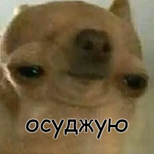 🗿 Стикер «оркад коханець циць» для Telegram