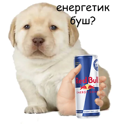 🥺 Стикер «оркад коханець циць» для Telegram