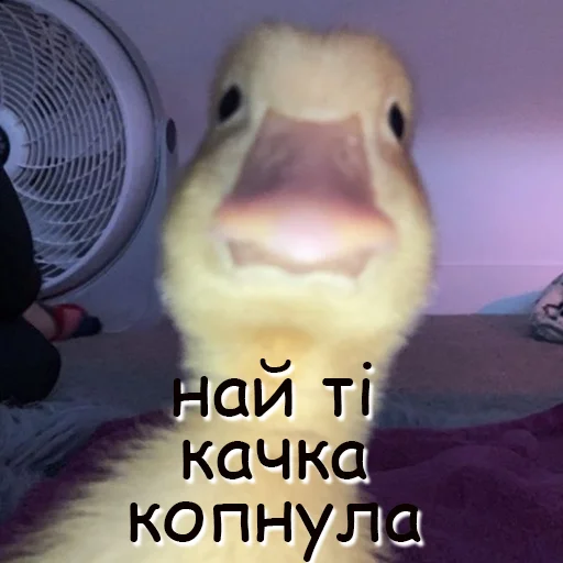😡 Стикер «оркад коханець циць» для Telegram