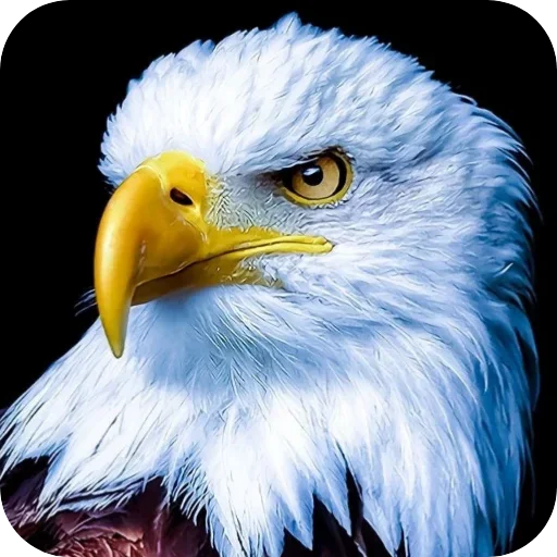 Стикерпак Eagles для Telegram — скачать