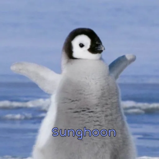 🐧 Стикер «I-LAND to love» для Telegram