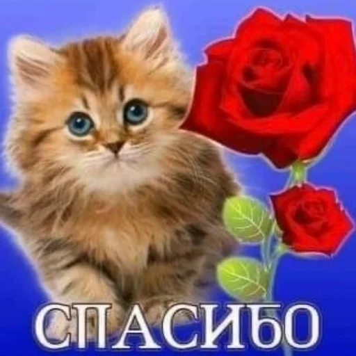 ❤️ Стикер «Открыточки» для Telegram