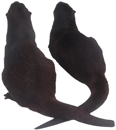 🦦 Стикер «Otters Gotta Ott 4» для Telegram