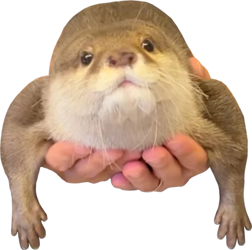 👐 Стикер «Otters Gotta Ott 4» для Telegram
