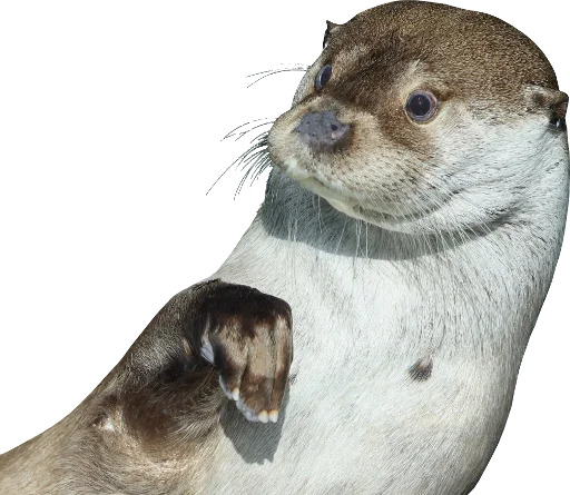 👀 Стикер «Otters Gotta Ott 4» для Telegram